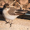 Pied Flycatcher; Papamoscas Cerrojillo