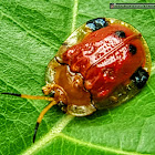 Premna Tortoise beetle