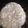 Cauliflower mushroom