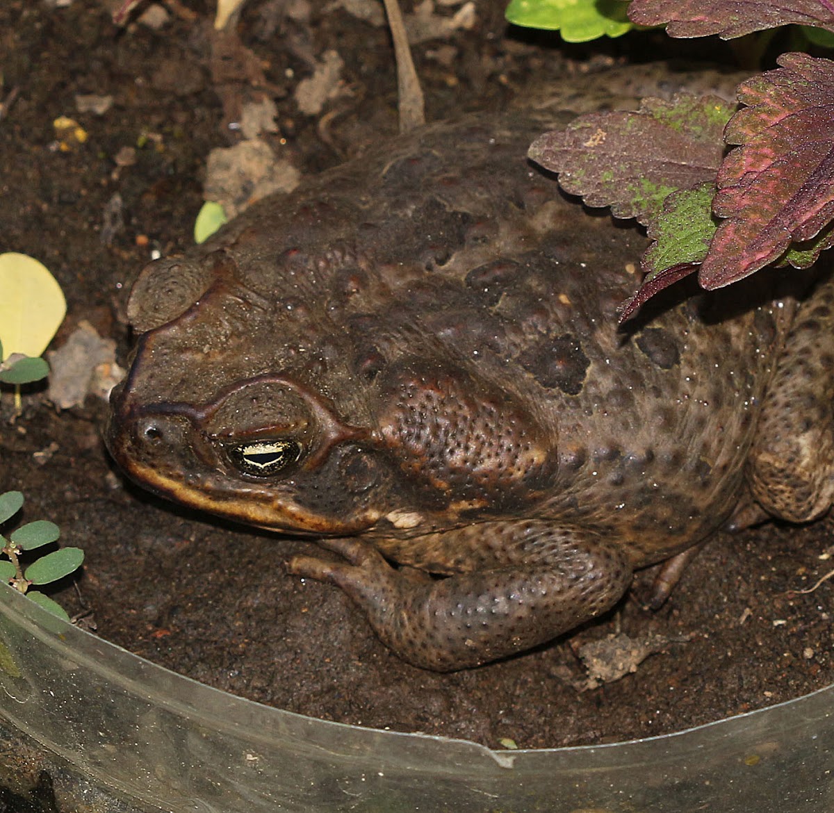 Cane Toad