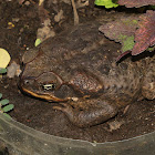 Cane Toad