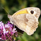 Meadow Brown