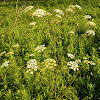 Spotted Water Hemlock