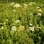 Spotted Water Hemlock