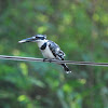 Pied Kingfisher