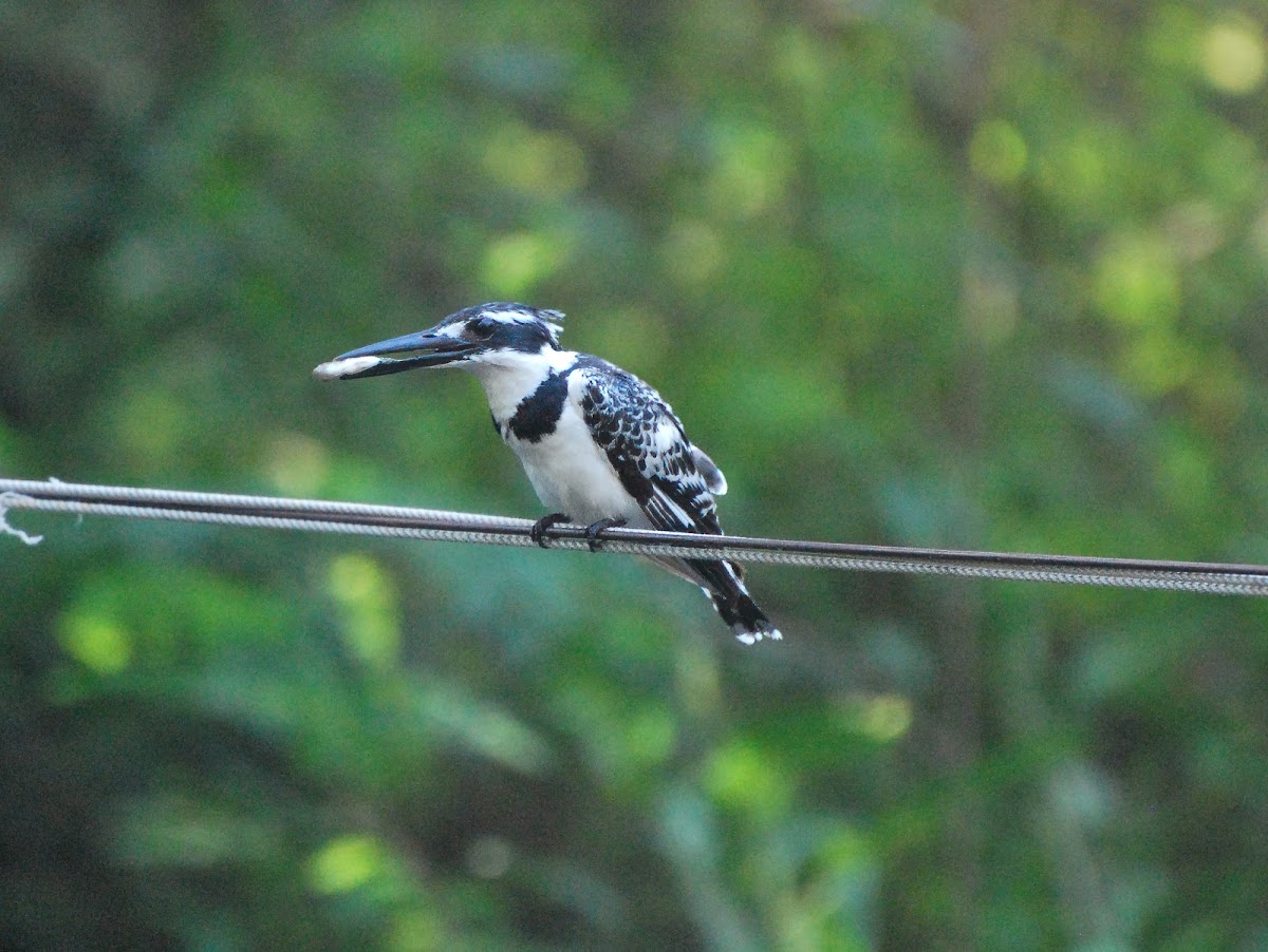 Pied Kingfisher