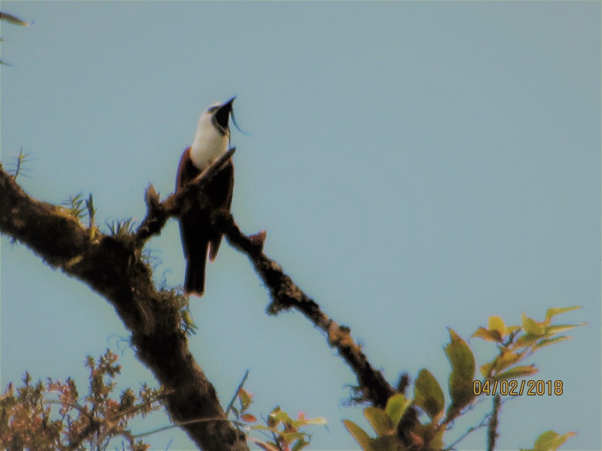 Three wattled bell bird