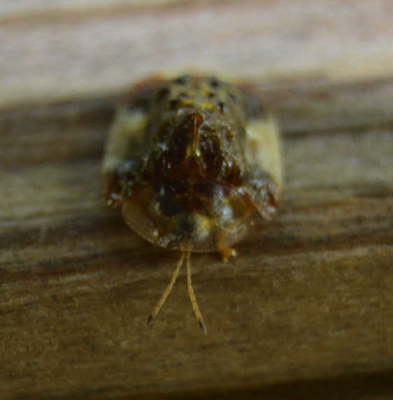 Clavate tortoise beetle