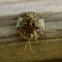 Clavate tortoise beetle