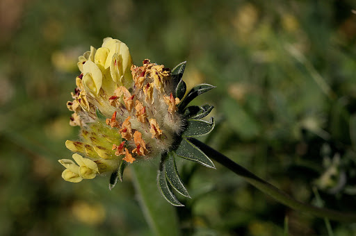 Anthyllis vulneraria subsp. iberica