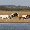 Chincoteague ponies