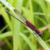 American Rubyspot