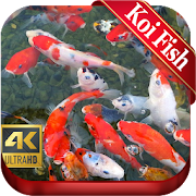 Koi Pond Aquarium Japanese Koi Fish live wallpaper  Icon