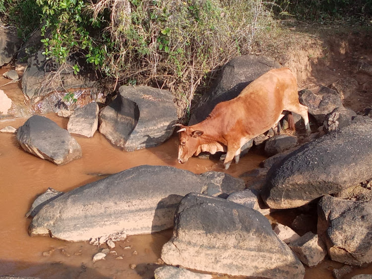 A cow prepares to drink water from River Yala, March 25, 2022.