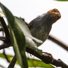 Ashy Tailorbird