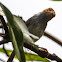 Ashy Tailorbird