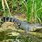 American alligator