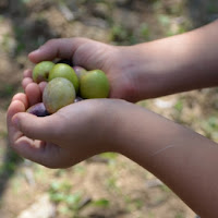 La raccolta delle olive di 