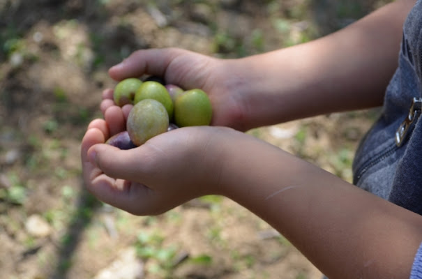 La raccolta delle olive di tukutela