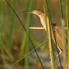 Yellow bittern