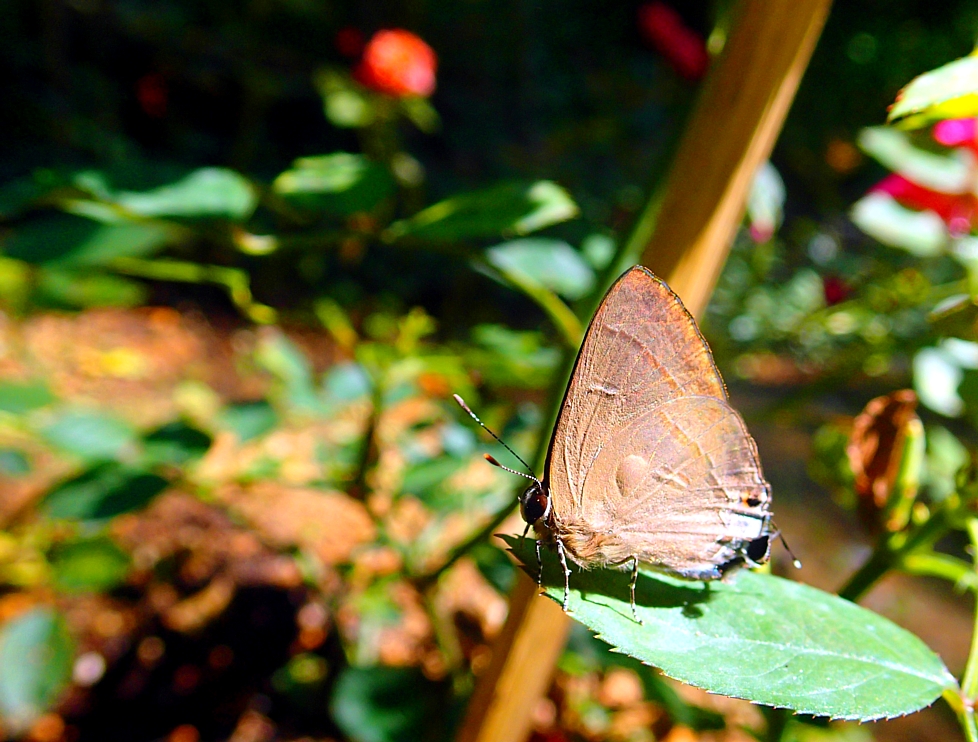 Common Red Flash