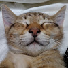 クロ