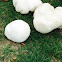 Puffball mushroom