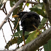 Javan Myna