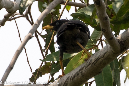 Javan Myna