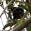 Javan Myna