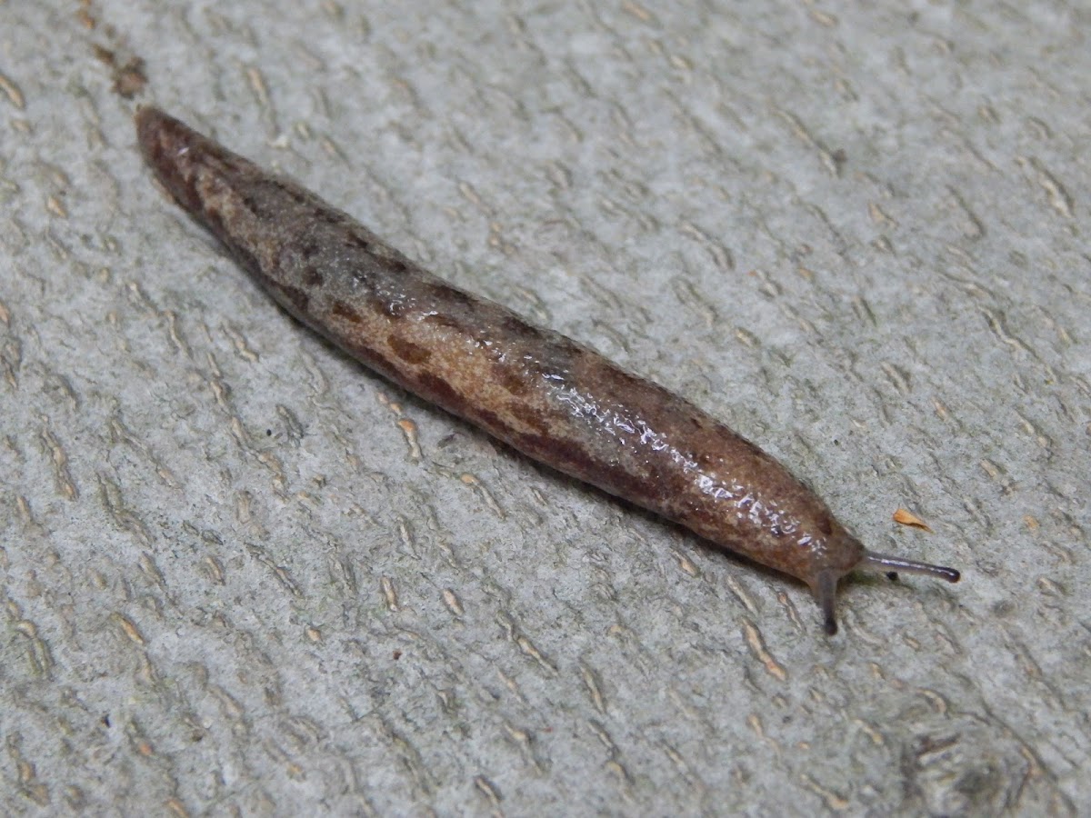 Leopard Slug