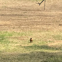 American Robin