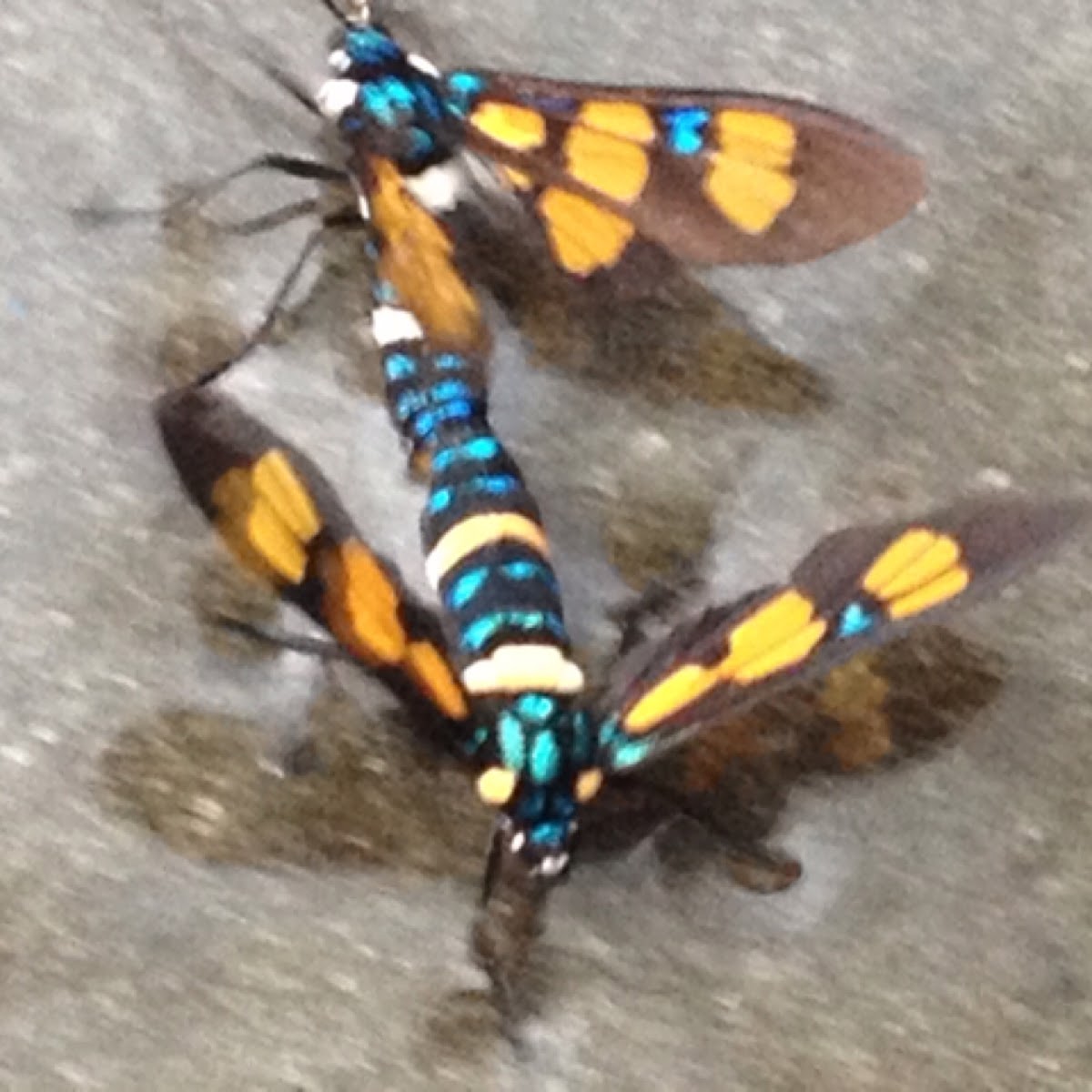 Wasp Moth