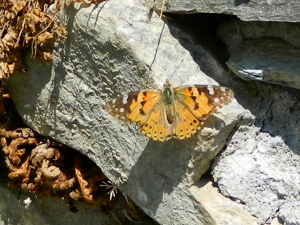 Painted lady