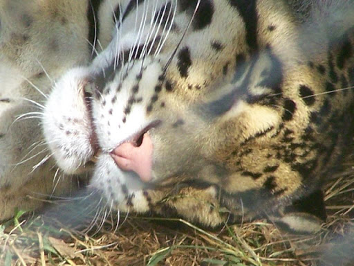 Clouded Leopard Wallpapers