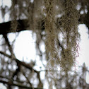 Spanish Moss