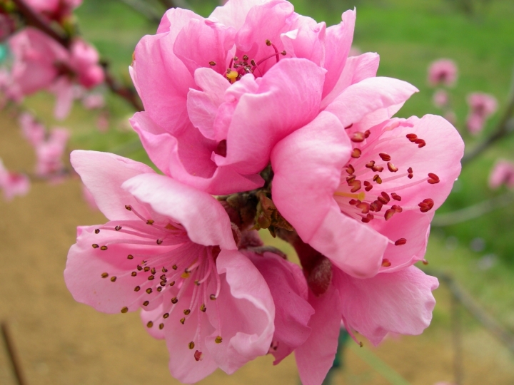 Fiori rosa... di lady oscar