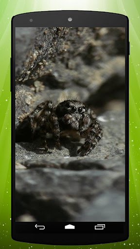 Cute Spider Live Wallpaper