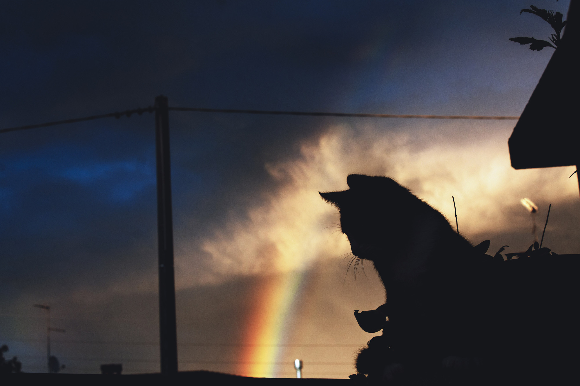 Nyan cat - guardando l'arcobaleno  di Irene Guarneri