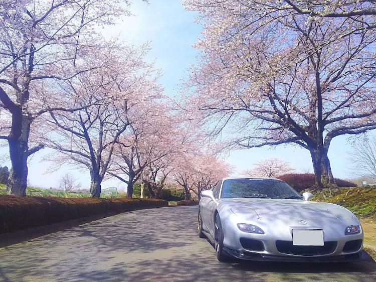 RX-7の赤FC・桜とコラボ・桜と愛車・正の連鎖に関するカスタム事例の投稿画像7枚目
