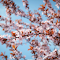 Item logo image for Pink Cherry Blossoms in Spring