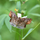 Chestnut Angle (Skipper)