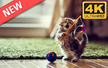 Cute and Funny KIttens HD Wallpapers Theme small promo image