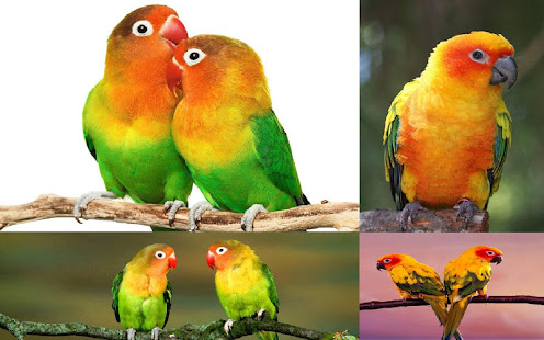 Parrot HD Wallpapers(圖6)-速報App