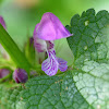 Spotted Henbit