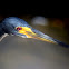 Tricolored Heron