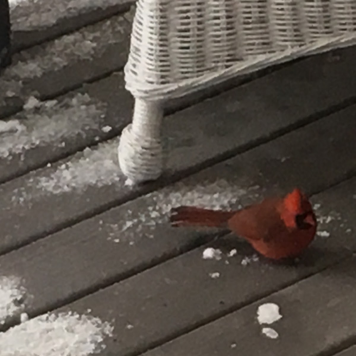 Northern Cardinal