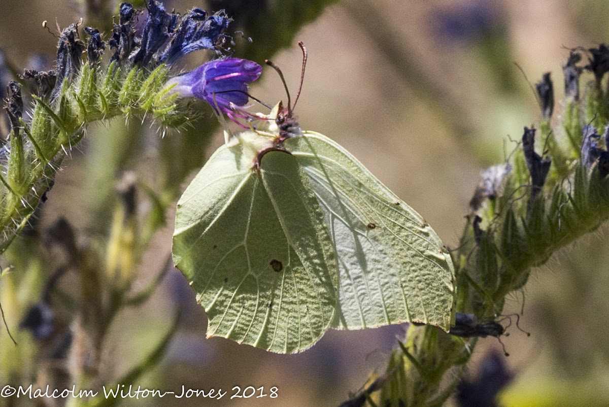 Brimstone