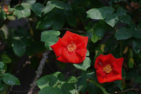 Rose rosse per te... di AndyT