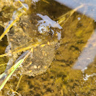 Pacific Tree Frog egg cluster